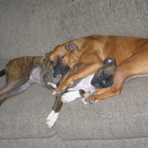 Boxer Pretzel...