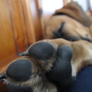Maggie's puppy paw