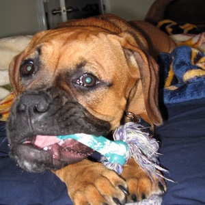 Maggie's teeth have been bothering her