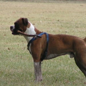 Dirty Duke