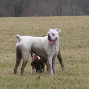 Is that a white boxer??