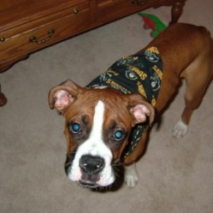 My Steeler Dog
