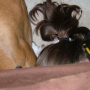 Digging under the couch