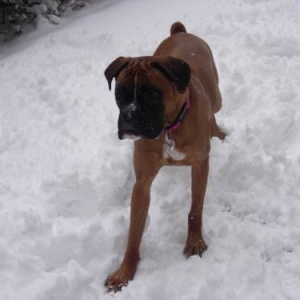 playing in the snow