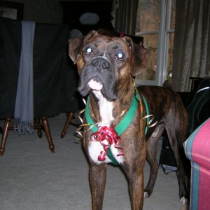 Christmas bows