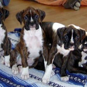 diesel with his siblings 6 weeks old