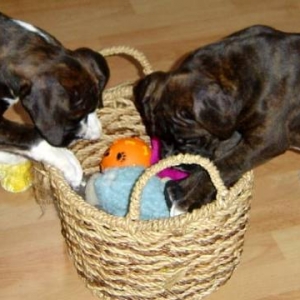 Diesel and his buddy
