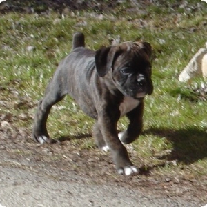Diesel 5 weeks old :)