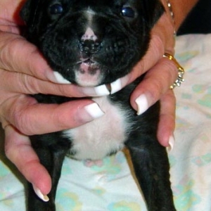 Diesel 2 weeks old !!