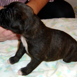 diesel 2 weeks old :)