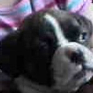 Diesel