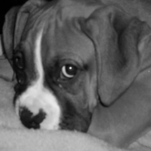 Sweet Rowdy