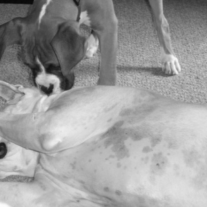 Play Dead