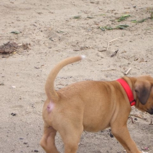 Lil Charlie at the beach