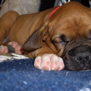 Aww lil lazy boy