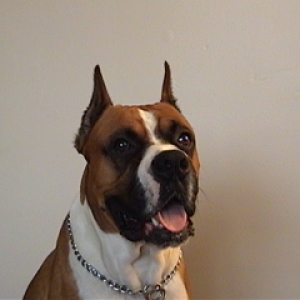 Dozer2