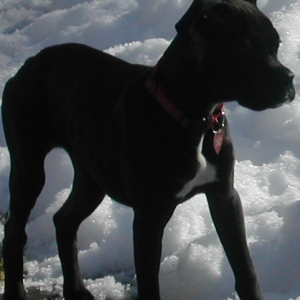 Playing in the snow