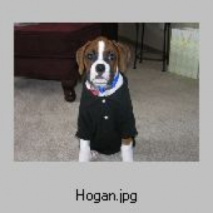 Hogan