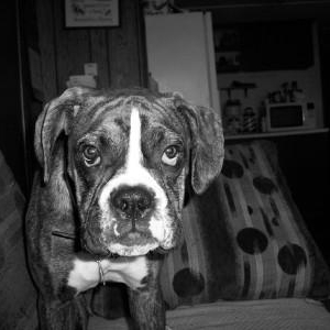hank/3/15