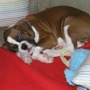 Hogan's sleepy