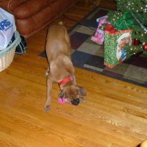 fawnboxer