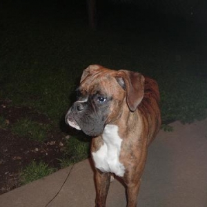 Zeus 7 months old