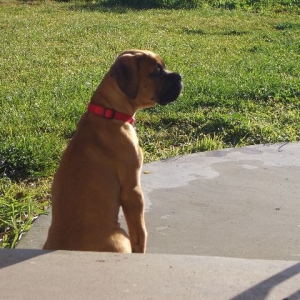 Loves to sit and watch the birds