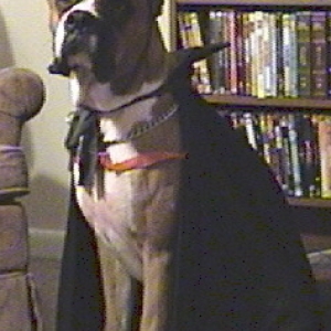 Dozer halloween 2005
