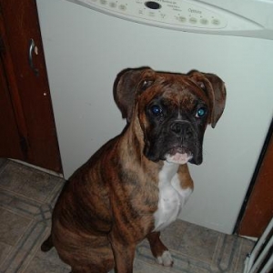 I am Zeus the Boxer