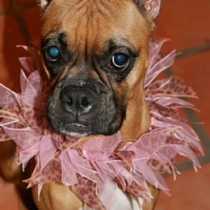 Happy First B-day GOLDIE!