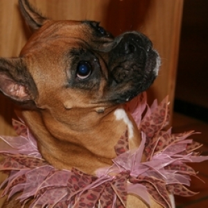 Princess Goldie turns ONE!