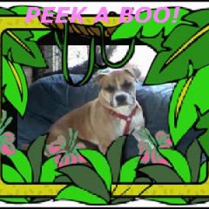 scooby22