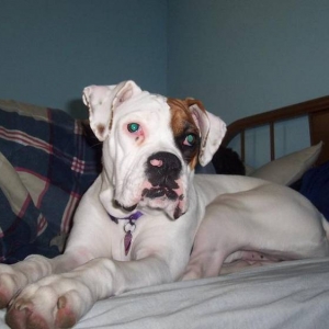 Brandy on the Bed