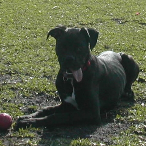 I love the doggie park!!!!