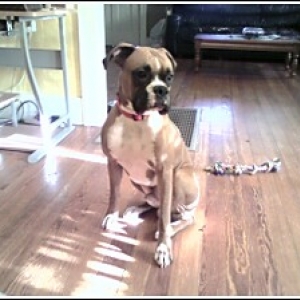 Happy 1st Birthday Napoleon!!