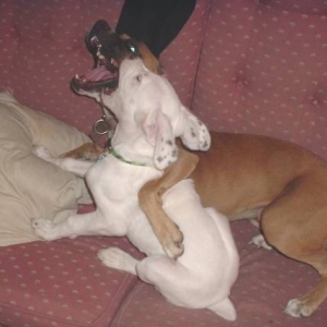 buddies