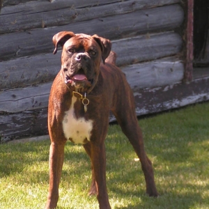 Looking Handsome