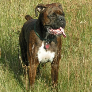 In the long grass