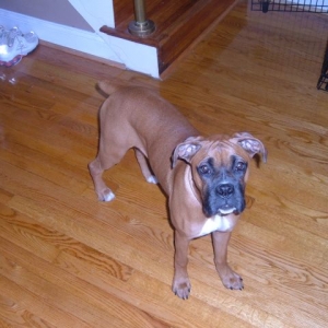fawnboxer