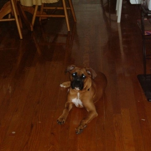 fawnboxer