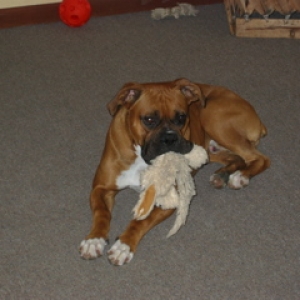Toy1