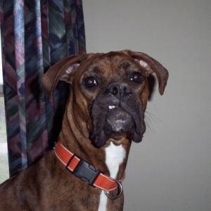 elvis impression