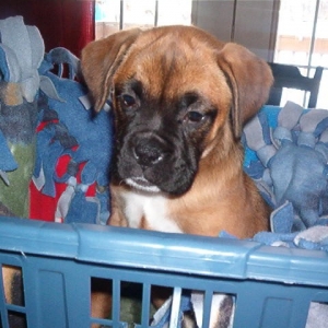 I am Sable , Bowzer's new  playmate