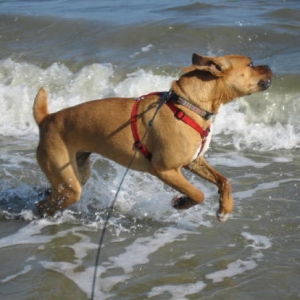 Playing at the beach.