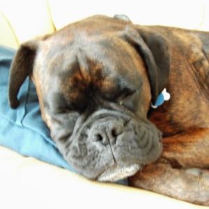 Bruno
