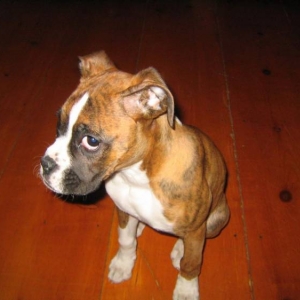 Hemi