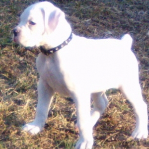 Bailey out for a romp-8 weeks