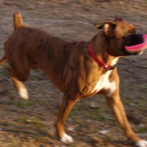 Apollo