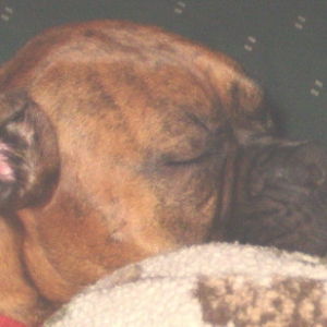 What a smooshy face!