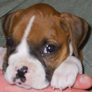 baby roxy